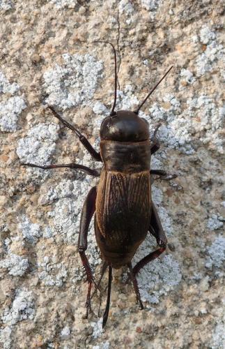 Réf. 246 858 : Gryllus campestris